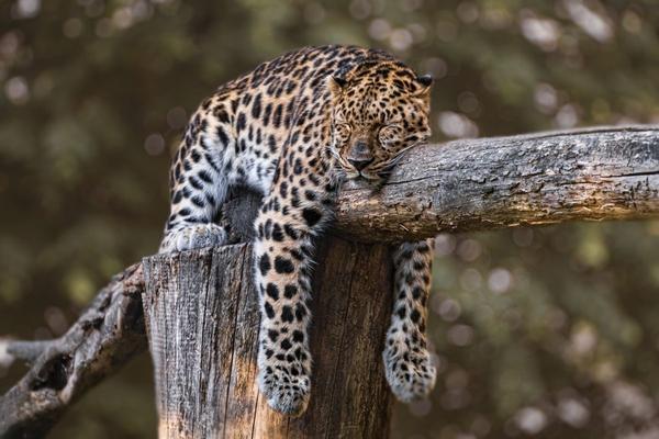 Sonno: perché è il primo custode della nostra salute